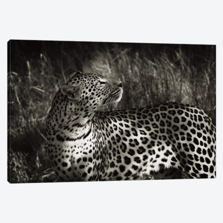 B&W Leopard At Rest Canvas Print #KTI46} by Klaus Tiedge Canvas Artwork