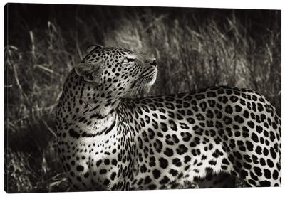 B&W Leopard At Rest Canvas Art Print - Klaus Tiedge