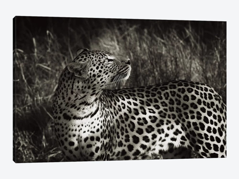 B&W Leopard At Rest by Klaus Tiedge 1-piece Canvas Wall Art