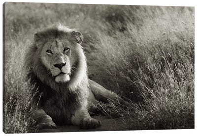 B&W Lion At Rest Canvas Art Print - Klaus Tiedge