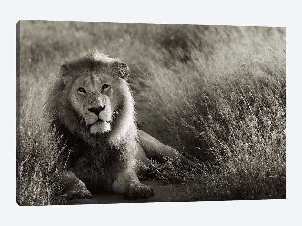 B&W Lion At Rest by Klaus Tiedge 1-piece Canvas Print