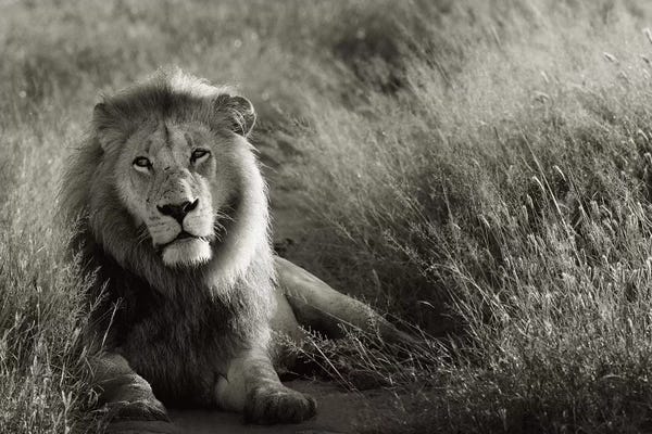 Klaus Tiedge: B&W Lion At Rest by Klaus Tiedge