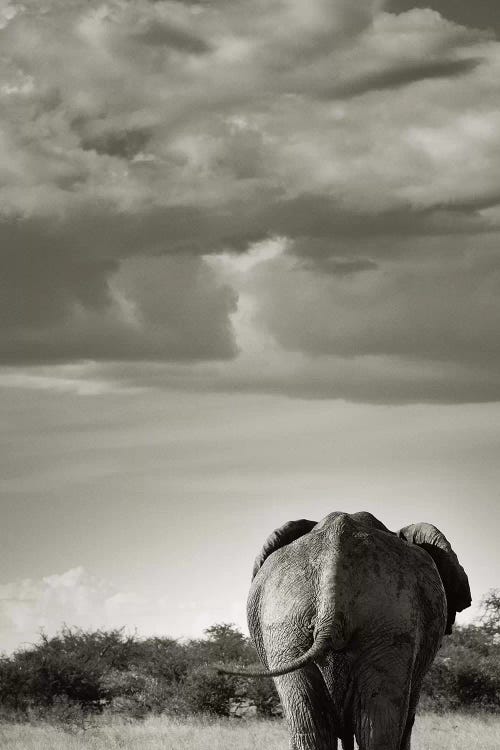 B&W Returning Elephant