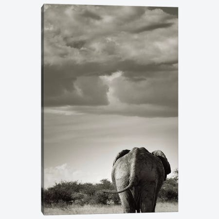 B&W Returning Elephant Canvas Print #KTI49} by Klaus Tiedge Canvas Print