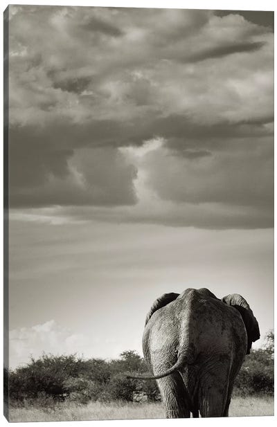 B&W Returning Elephant Canvas Art Print - Klaus Tiedge
