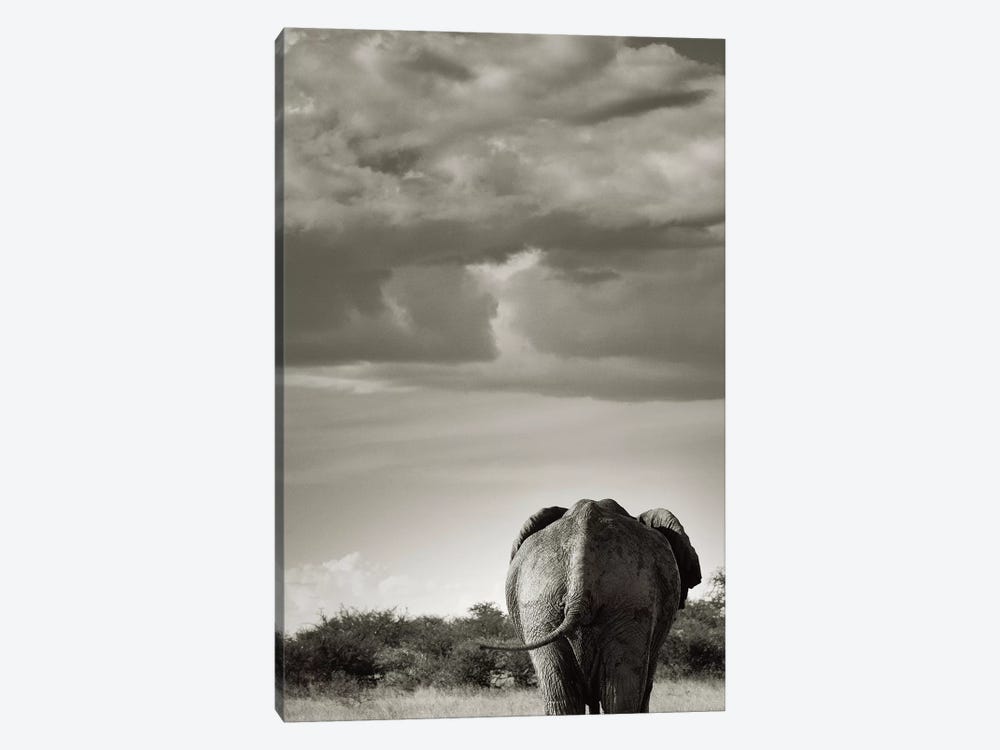 B&W Returning Elephant by Klaus Tiedge 1-piece Art Print