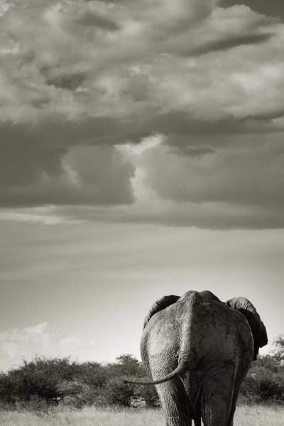 B&W Returning Elephant