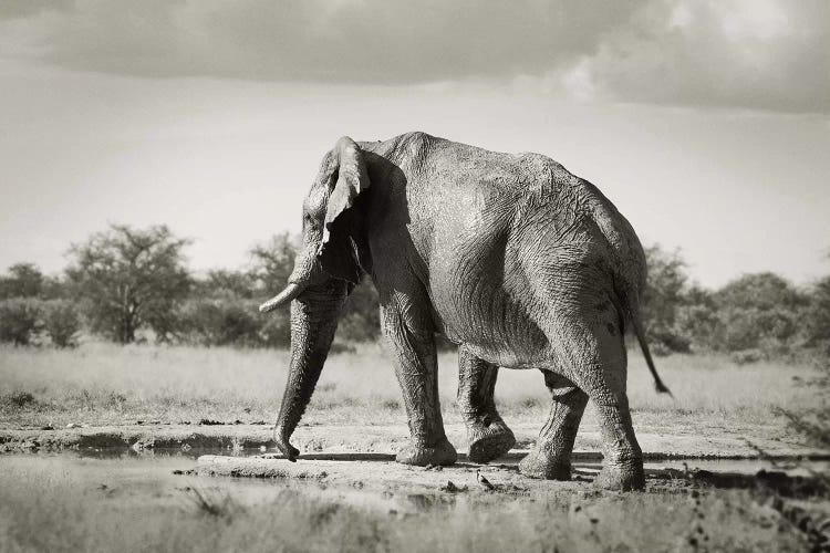 B&W Solitary Elephant