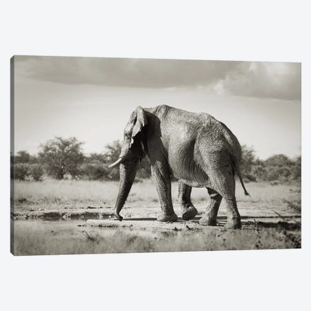B&W Solitary Elephant Canvas Print #KTI50} by Klaus Tiedge Canvas Artwork