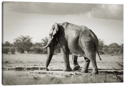 B&W Solitary Elephant Canvas Art Print