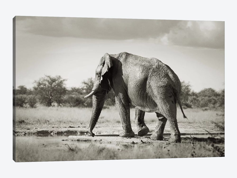 B&W Solitary Elephant by Klaus Tiedge 1-piece Canvas Art Print