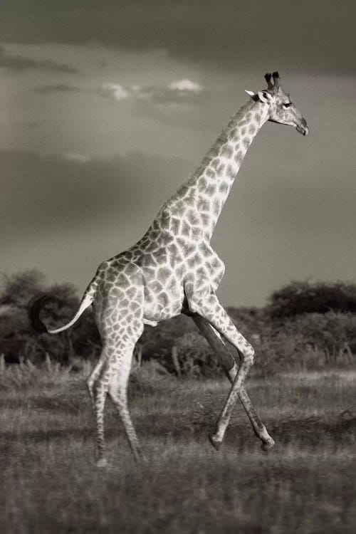 B&W Solitary Giraffe