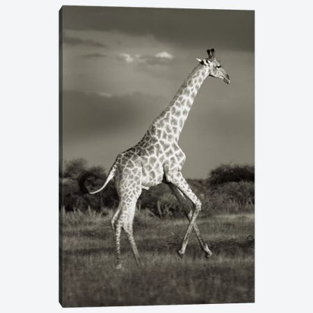 B&W Solitary Giraffe Canvas Print #KTI51} by Klaus Tiedge Canvas Art