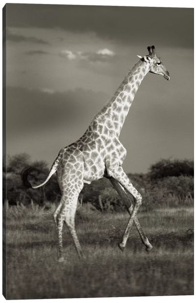 B&W Solitary Giraffe Canvas Art Print - Klaus Tiedge