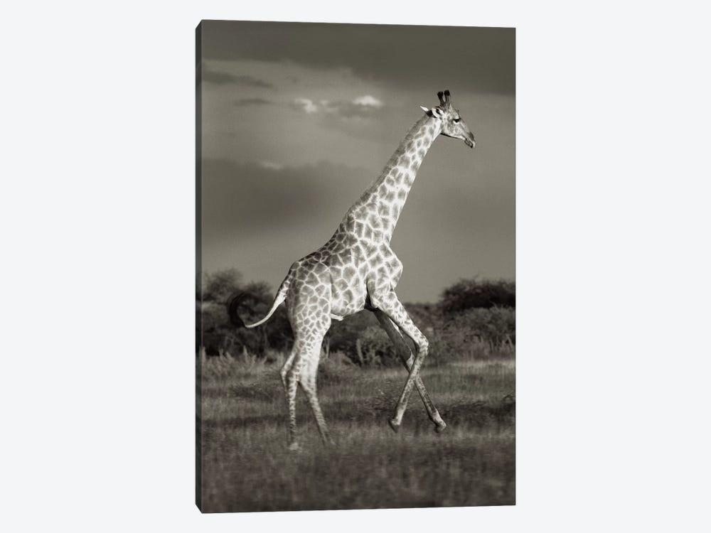 B&W Solitary Giraffe by Klaus Tiedge 1-piece Canvas Wall Art