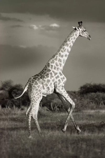Klaus Tiedge: B&W Solitary Giraffe by Klaus Tiedge