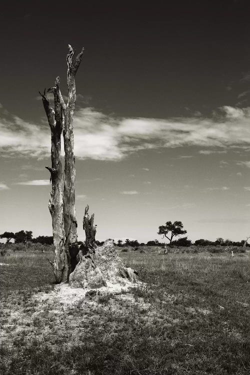 B&W Termite Hill