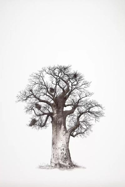 Baobab Legacy V by Klaus Tiedge canvas print