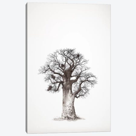 Baobab Legacy V Canvas Print #KTI54} by Klaus Tiedge Canvas Print