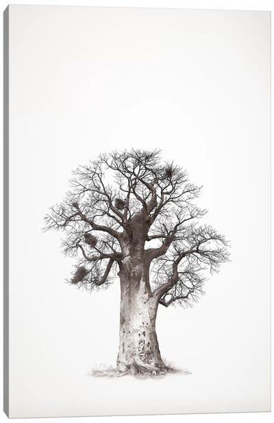 Baobab Legacy V Canvas Art Print - Klaus Tiedge