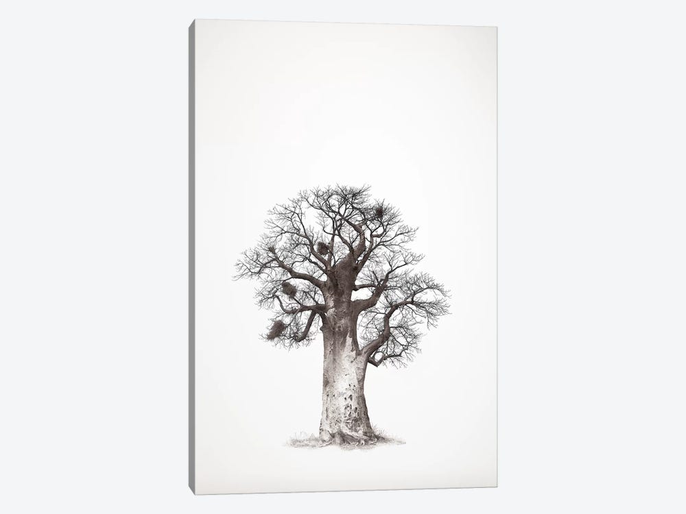 Baobab Legacy V by Klaus Tiedge 1-piece Art Print