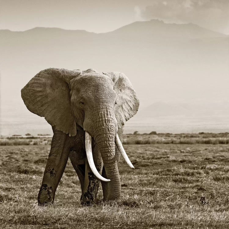 Big Tusked Elephant