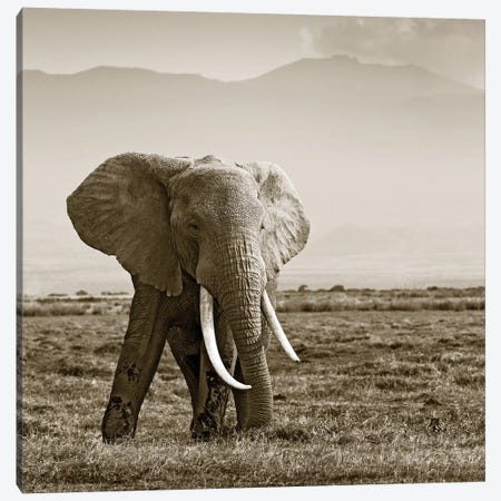 Big Tusked Elephant Canvas Print #KTI55} by Klaus Tiedge Art Print