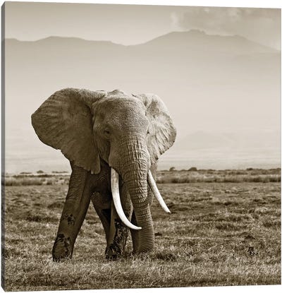 Big Tusked Elephant Canvas Art Print - Klaus Tiedge