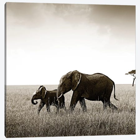 Bonded Elephant Canvas Print #KTI56} by Klaus Tiedge Canvas Print