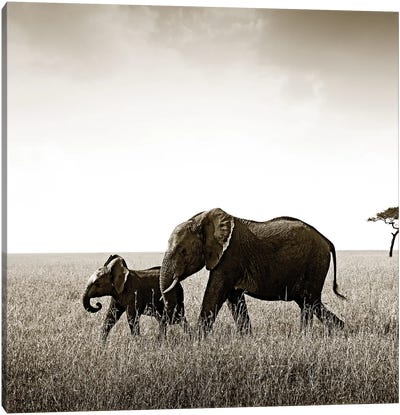 Bonded Elephant Canvas Art Print - Sepia Photography