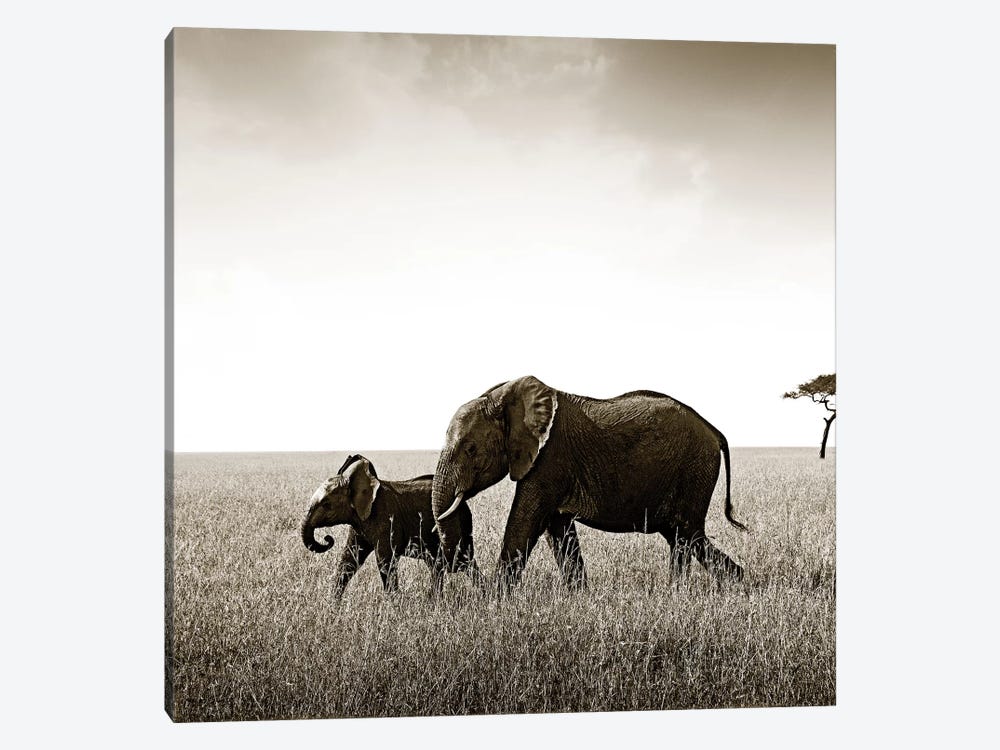 Bonded Elephant by Klaus Tiedge 1-piece Art Print