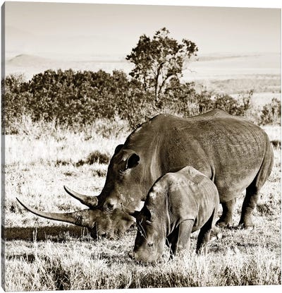 Bonded Rhino Canvas Art Print - Sepia Photography