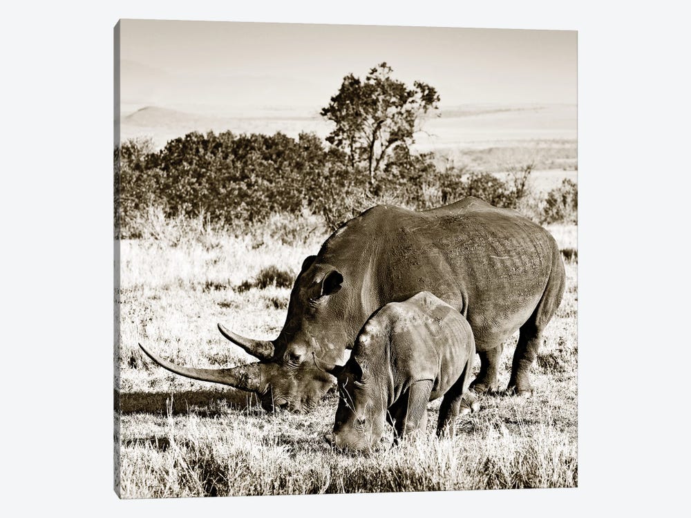 Bonded Rhino by Klaus Tiedge 1-piece Canvas Wall Art