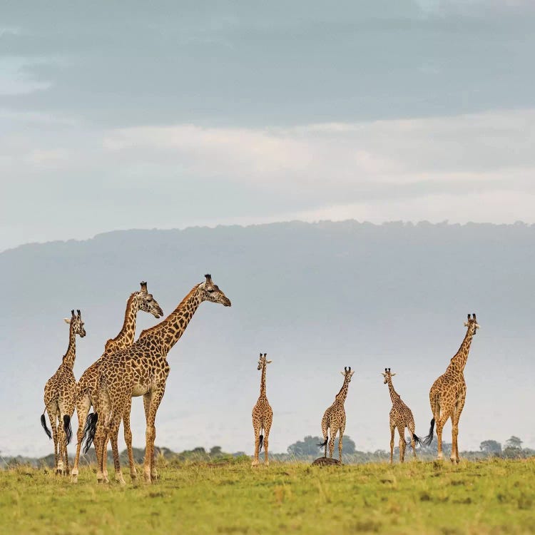 Color Giraffe Herd I