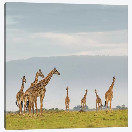 Color Giraffe Herd I Canvas Print #KTI58} by Klaus Tiedge Canvas Art