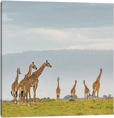Color Giraffe Herd I Canvas Art Print - Klaus Tiedge