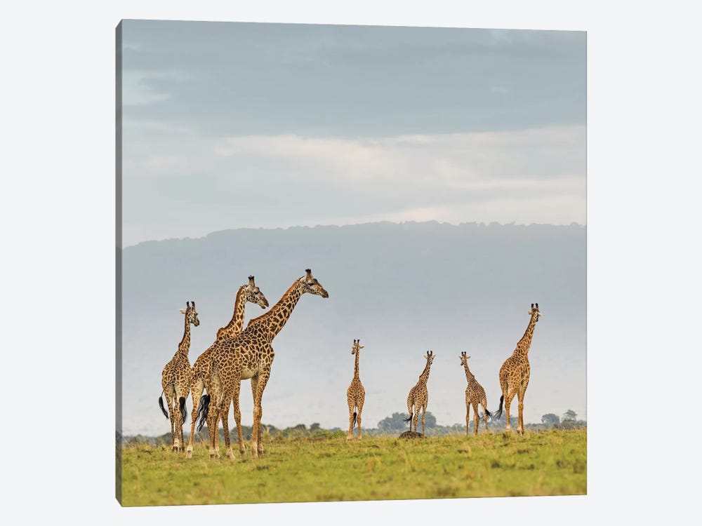 Color Giraffe Herd I 1-piece Art Print
