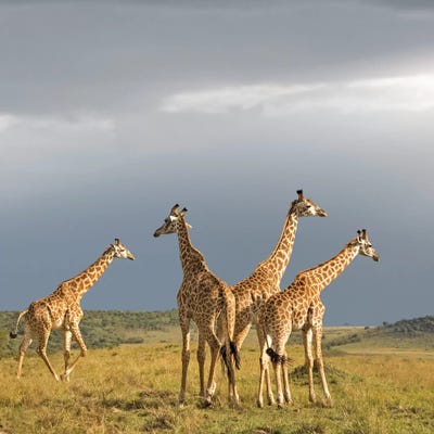 Color Giraffe Herd II by Klaus Tiedge canvas print