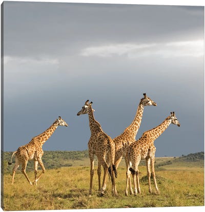Color Giraffe Herd II Canvas Art Print - Klaus Tiedge