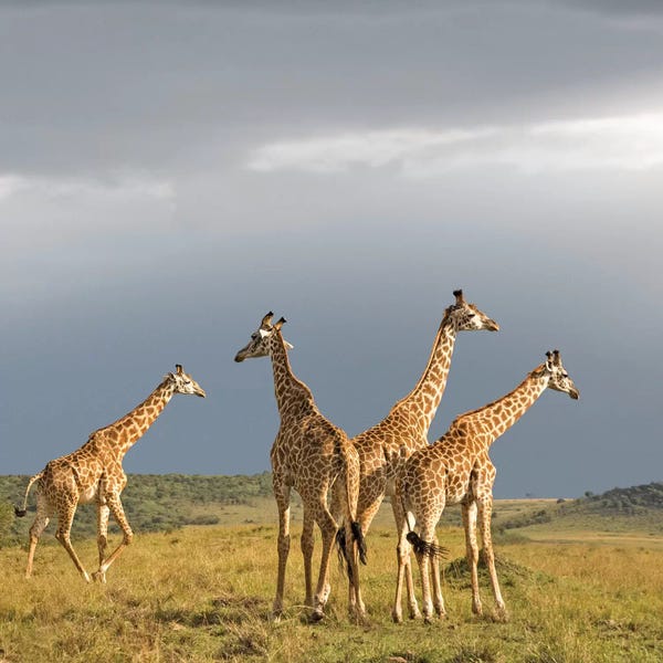 Klaus Tiedge: Color Giraffe Herd II by Klaus Tiedge