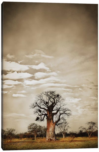Baobab Hierarchy V Canvas Art Print - Japandi