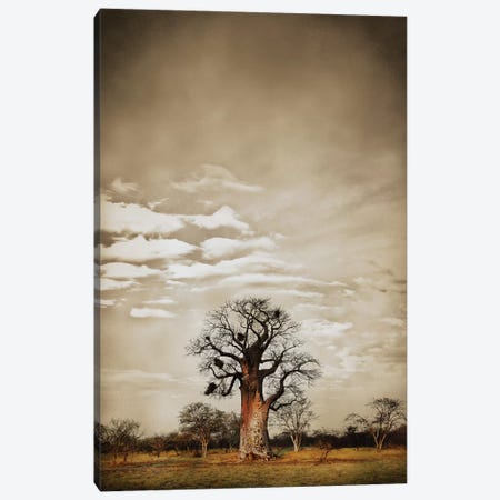 Baobab Hierarchy V Canvas Print #KTI5} by Klaus Tiedge Canvas Art