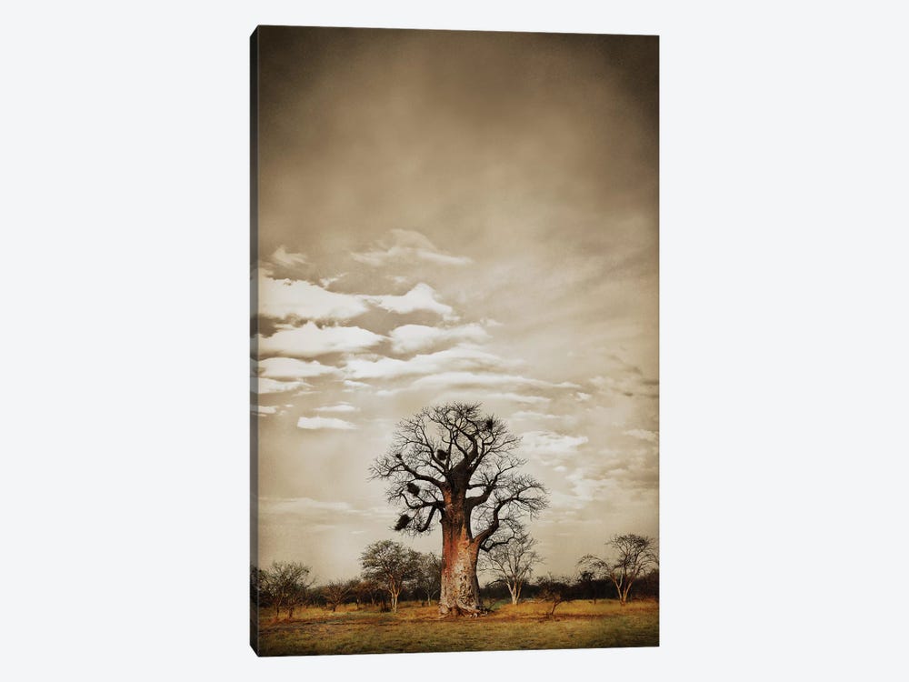 Baobab Hierarchy V by Klaus Tiedge 1-piece Canvas Art