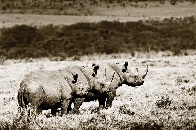 Conspiratorial Rhinos