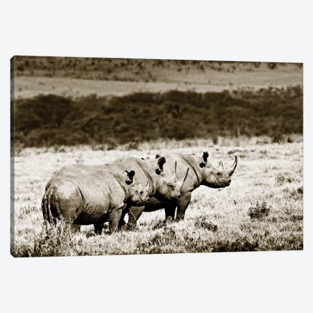 Conspiratorial Rhinos Canvas Print #KTI60} by Klaus Tiedge Canvas Art Print