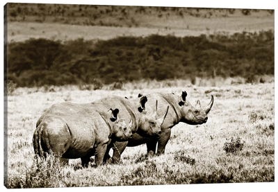 Conspiratorial Rhinos Canvas Art Print - Sepia Photography