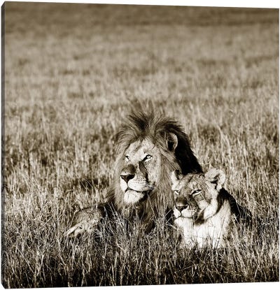 Contented Lion Canvas Art Print - Minimalist Wildlife Photography