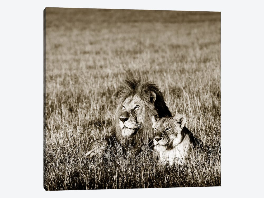 Contented Lion by Klaus Tiedge 1-piece Canvas Print