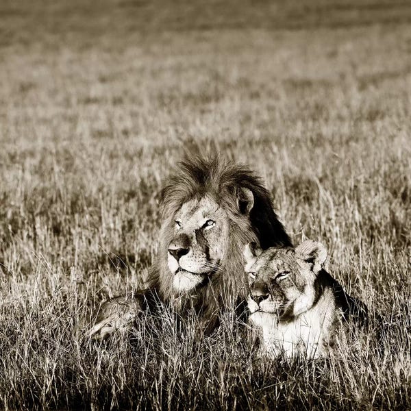 Klaus Tiedge: Contented Lion by Klaus Tiedge