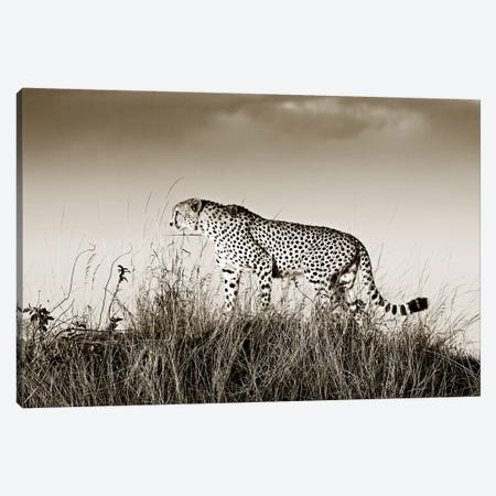 Crouching Cheetah Canvas Print #KTI62} by Klaus Tiedge Canvas Print